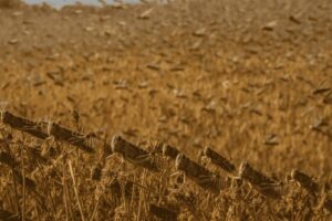Inwazja szarańczy zagraża rolnictwu i bezpieczeństwu żywnościowemu. Czy Polska jest zagrożona? Jak się chronić i co robić w razie ataku?