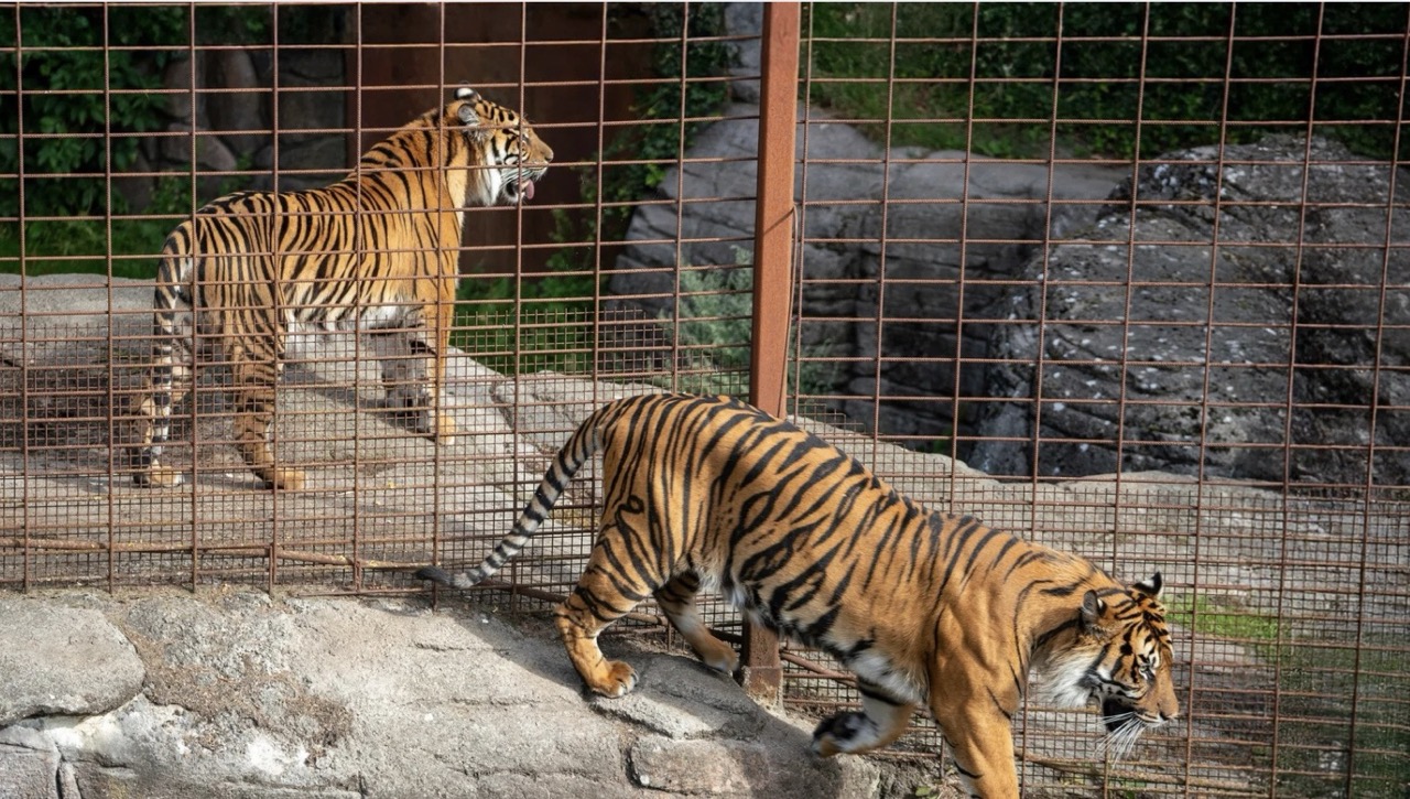 Duński ogród zoologiczny apeluje o przekazywanie niechcianych zwierząt domowych jako pokarm dla drapieżników. Decyzja budzi kontrowersje w sieci.