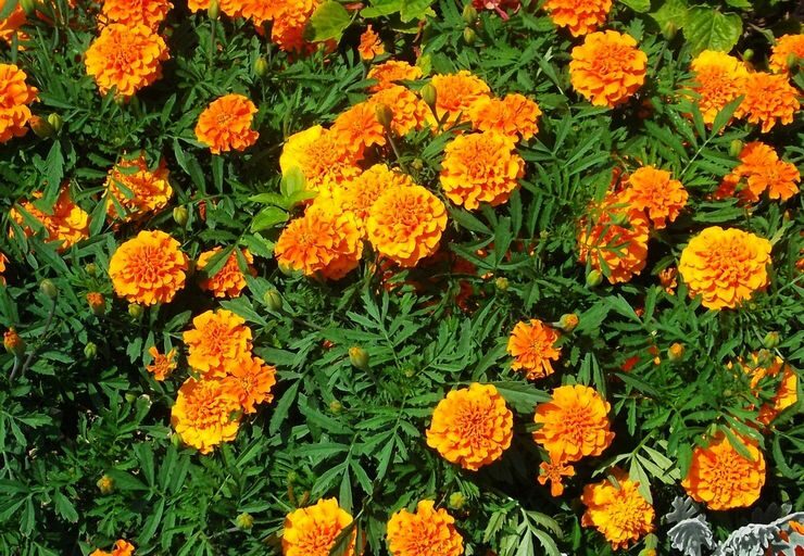 Discover how to grow marigolds that bloom until autumn while protecting your garden from pests.