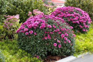 Chryzantema multiflora &ndash; poradnik ogrodnika na jesień. Sprawdź jak przycinać, nawozić, podlewać i zimować, aby roślina przetrwała mrozy i zakwitła obficie w kolejnym sezonie. Dowiedz się też, jakie ma znaczenie w symbolice, medycynie i dekoracjach domowych.