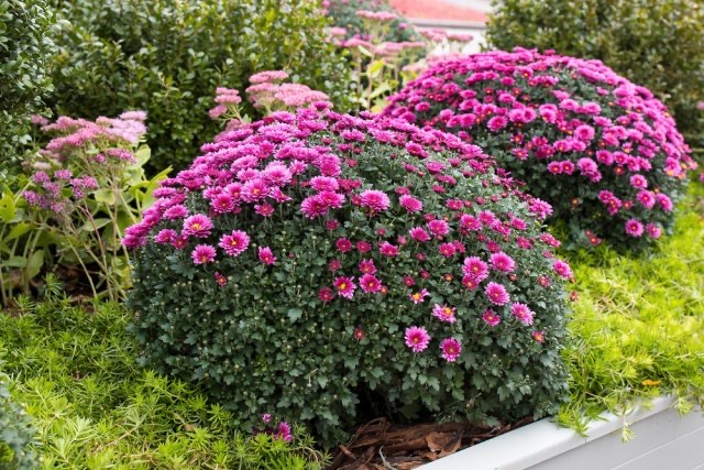 Chryzantema multiflora – poradnik ogrodnika na jesień. Sprawdź jak przycinać, nawozić, podlewać i zimować, aby roślina przetrwała mrozy i zakwitła obficie w kolejnym sezonie. Dowiedz się też, jakie ma znaczenie w symbolice, medycynie i dekoracjach domowych.