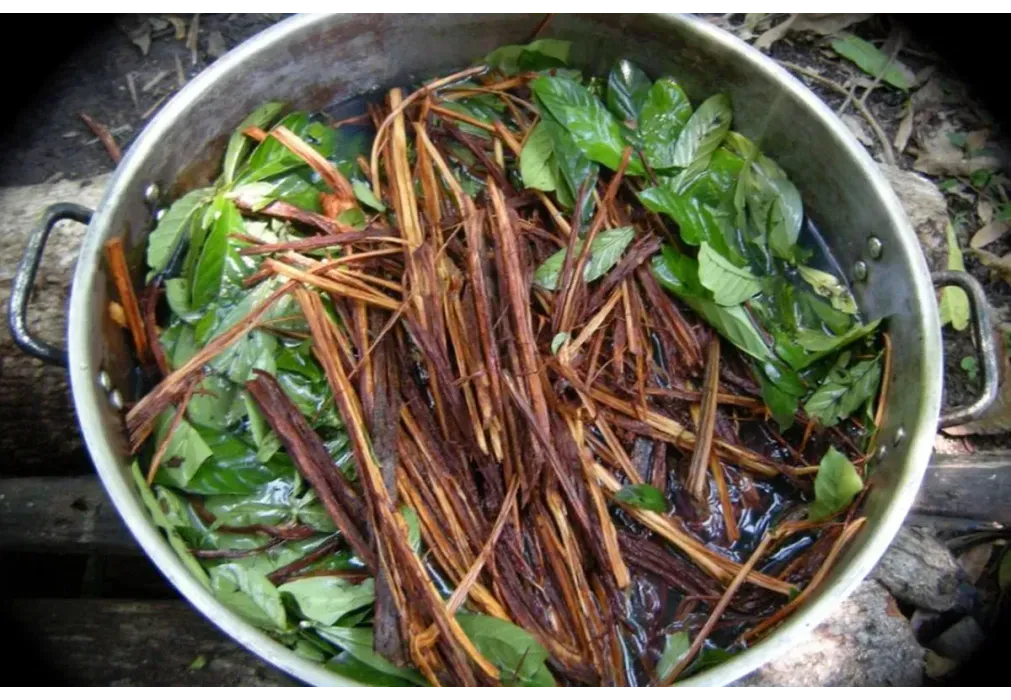Czym jest ayahuasca – i dlaczego wielu uważa ją za głębszą terapię niż hipnoza czy psychoterapia