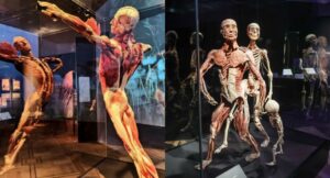 Odkryj BODY WORLDS w Warszawie 2026! Zobacz rzadkie plastynaty ludzkich ciał w Soho Art Center. Poznaj ceny bilet&oacute;w, godziny otwarcia i tajniki plastynacji. Najlepsza lekcja anatomii w Polsce
