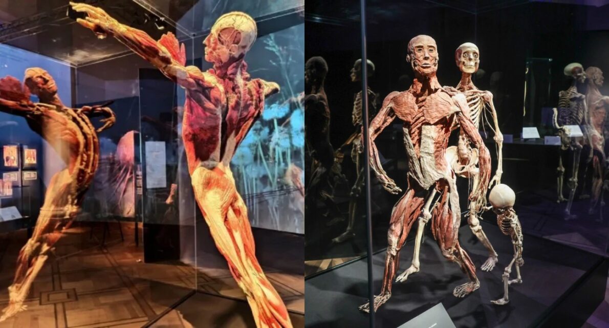 Odkryj BODY WORLDS w Warszawie 2026! Zobacz rzadkie plastynaty ludzkich ciał w Soho Art Center. Poznaj ceny biletów, godziny otwarcia i tajniki plastynacji. Najlepsza lekcja anatomii w Polsce